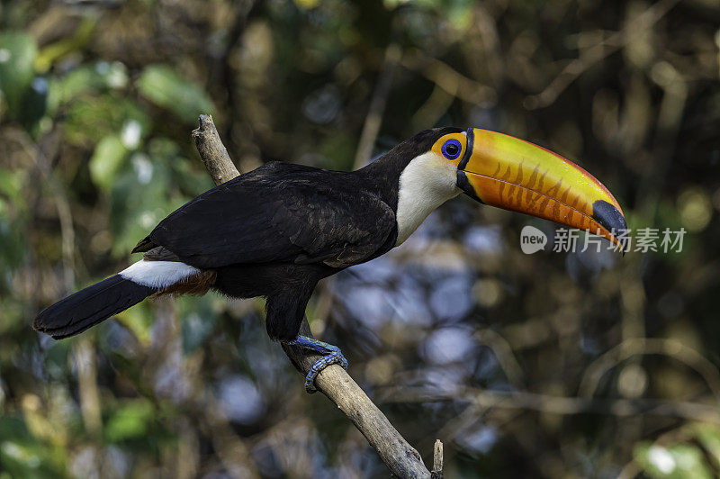 巨嘴鸟(Ramphastos toco)，也被称为常见的巨嘴鸟或巨嘴鸟，是最大的，可能是最有名的巨嘴鸟家族的物种，发现于潘塔纳尔，巴西。